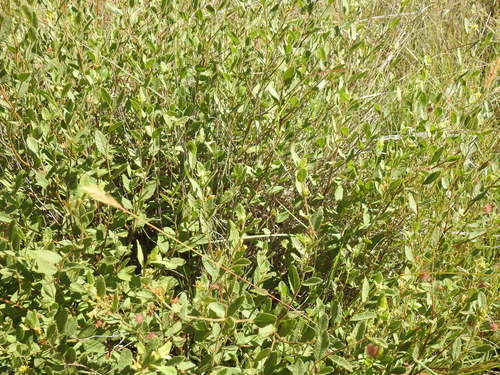 Image of Triumfetta sonderi by (c) Matthew Fainman, some rights reserved (CC BY)