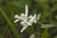 Leontopodium leontopodioides