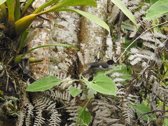 Atlapetes leucopterus