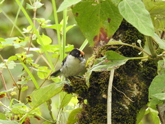Atlapetes leucopterus