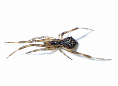 Janula