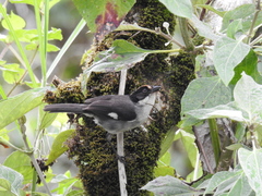 Atlapetes leucopterus