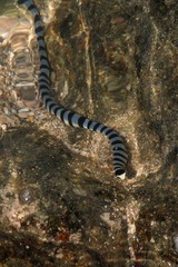 Laticauda colubrina