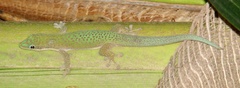 Phelsuma dubia