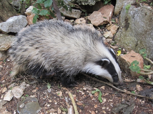 Southwest Asian Badger