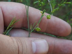 Phyllanthus incurvus