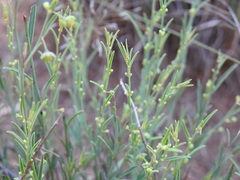 Phyllanthus incurvus