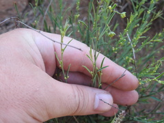 Phyllanthus incurvus