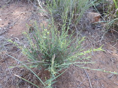 Phyllanthus incurvus