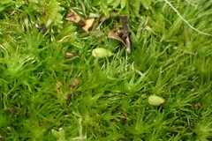 Leucobryum acutifolium