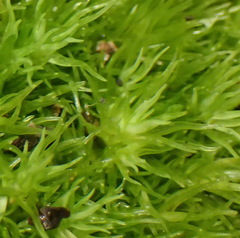 Leucobryum acutifolium