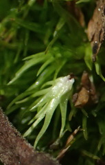 Leucobryum acutifolium