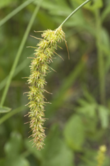 Carex leiorhyncha