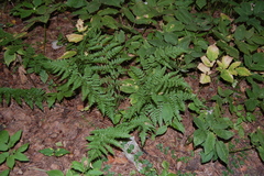 Dryopteris carthusiana