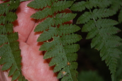 Dryopteris carthusiana