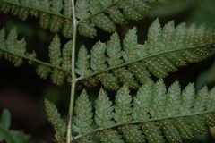 Dryopteris carthusiana