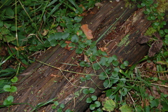 Lysimachia nummularia