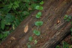 Lysimachia nummularia