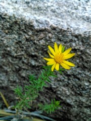 Heterotheca joshuana