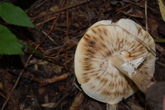 Basidiomycota