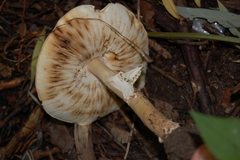 Basidiomycota