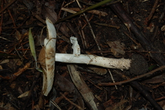 Basidiomycota