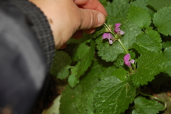 Lamium maculatum