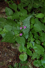 Lamium maculatum