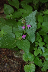 Lamium maculatum