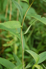 Solidago gigantea