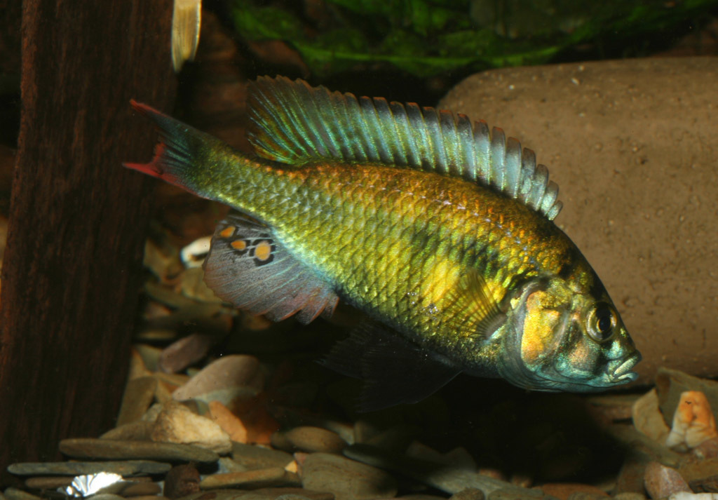 Redspot cichlid (Haplochromis erythromaculatus) — Cichlidae