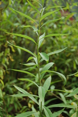 Solidago gigantea