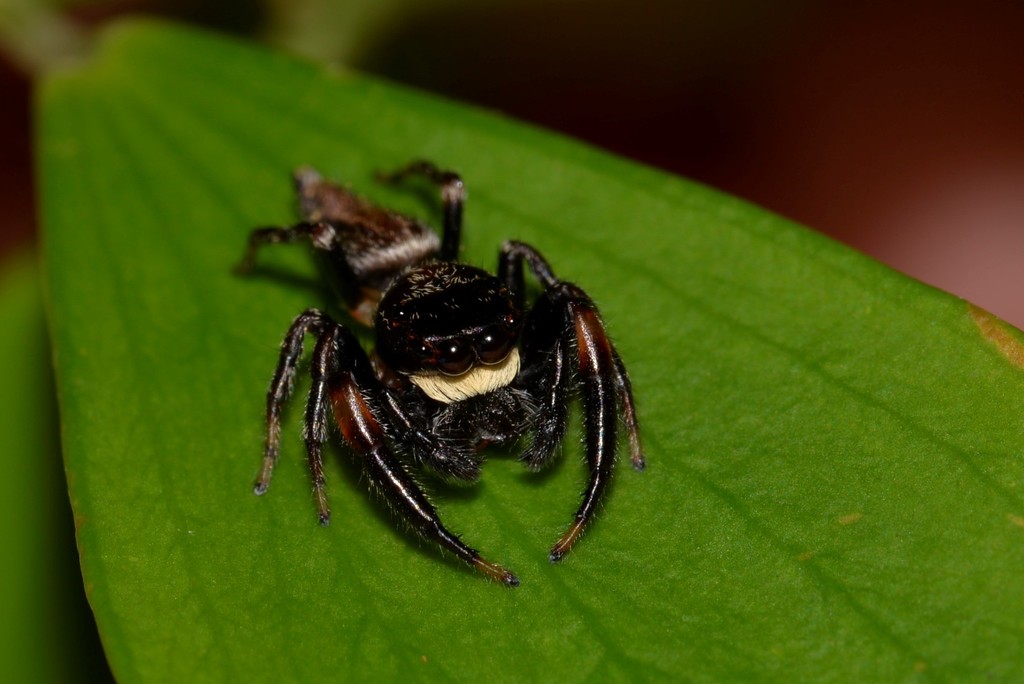 Pungalina