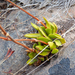 Crassula nudicaulis - Photo 由 tessabrunette 所上傳的 (c) tessabrunette，保留部份權利CC BY-NC