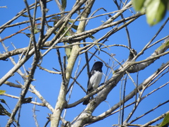 Sporophila luctuosa