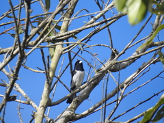 Sporophila luctuosa