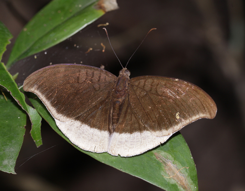 Himalayan Grey Count (Subspecies Tanaecia lepidea lepidea) · iNaturalist