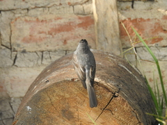 Contopus fumigatus
