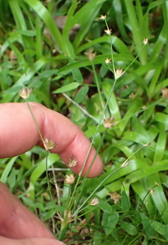 Juncus capensis (Juncus capensis)