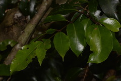Syzygium crebrinerve