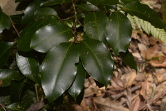 Syzygium crebrinerve