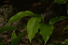 Syzygium crebrinerve