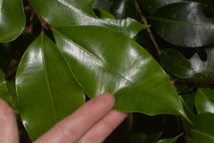 Syzygium crebrinerve