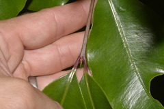Syzygium crebrinerve