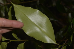 Syzygium crebrinerve