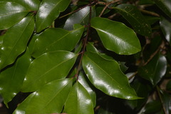 Syzygium crebrinerve