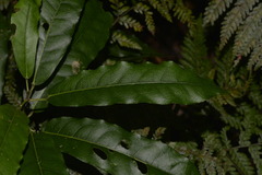 Carronia multisepalea