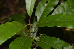 Carronia multisepalea