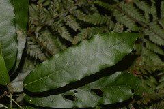 Carronia multisepalea