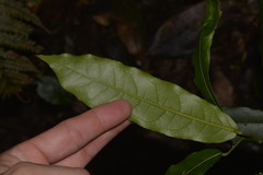 Carronia multisepalea